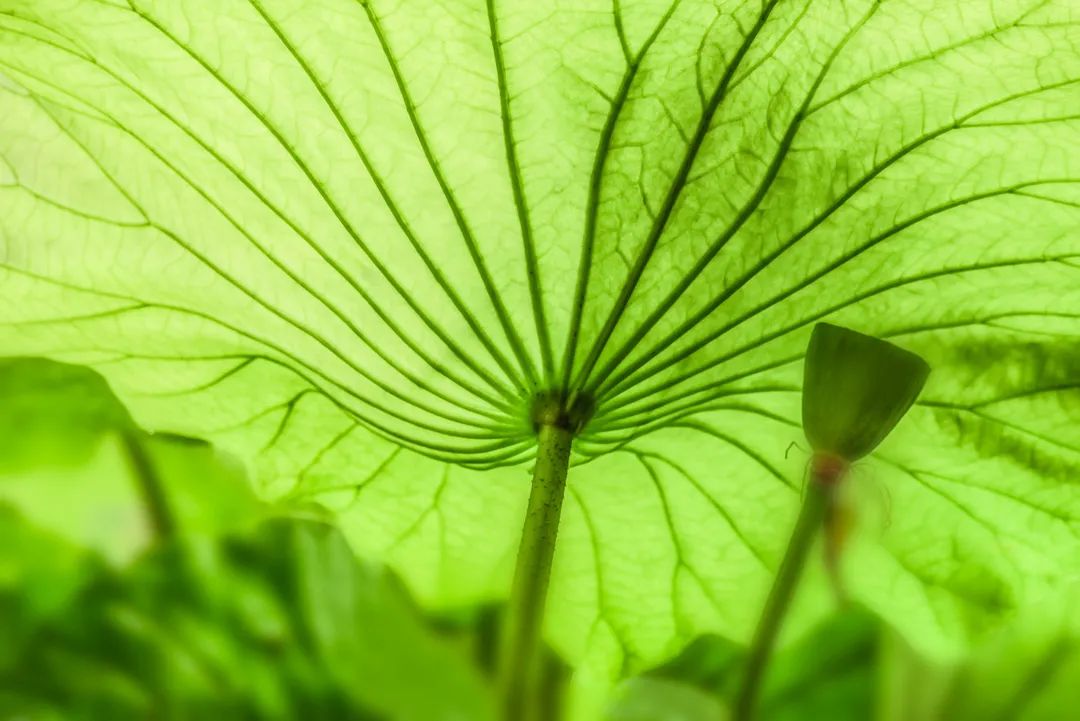 小暑至觅一处清凉守一寸静谧时光,今日小暑风动莲生香心静自然凉