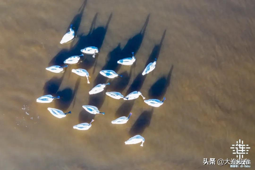 大连的海会冻冰吗,大连真实的海