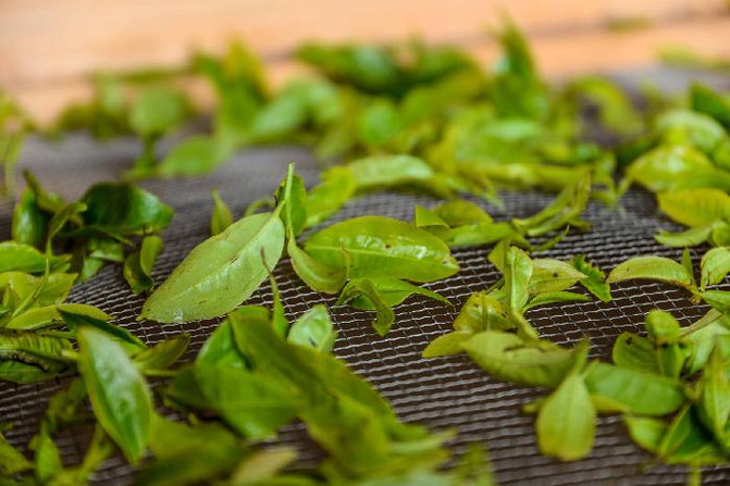 云南普洱茶山制茶全实录,云南古茶制茶方法有哪些