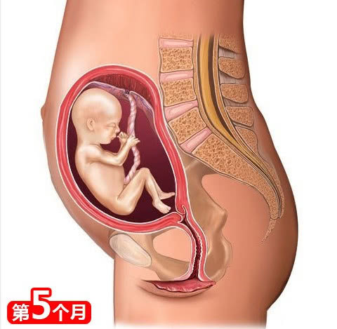 胎宝每周成长参考表,胎宝宝是怎么发育