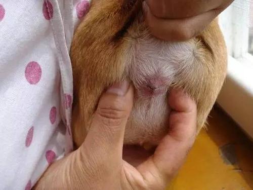 狗狗有体臭怎么办？做完这几件事，臭狗变香狗