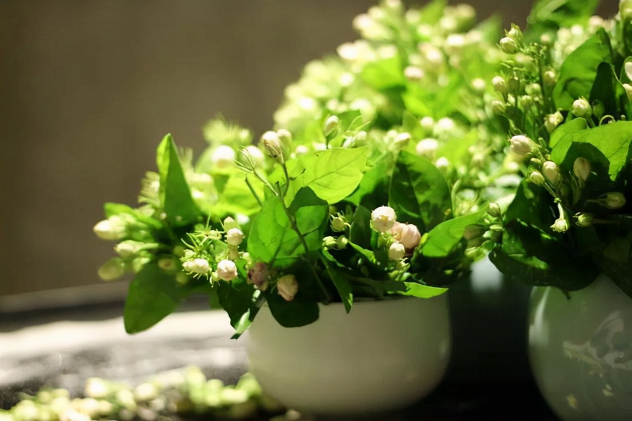 开春后茉莉花怎么养护,茉莉花春季怎么防寒