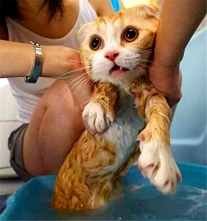 如何判断猫咪是否需求洗澡,猫咪不能洗澡但是身上有味怎么办