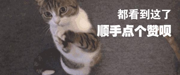 猫为什么会胡子长,辟谣猫弓形虫