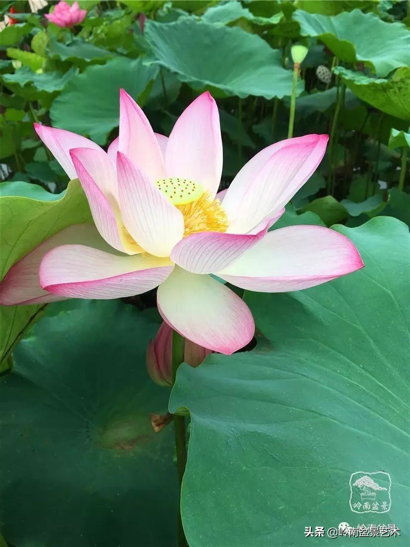 番禺莲花山有什么,莲花山上哪座莲花最多