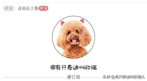 狼犬被嫌弃,被遗弃的大狼犬