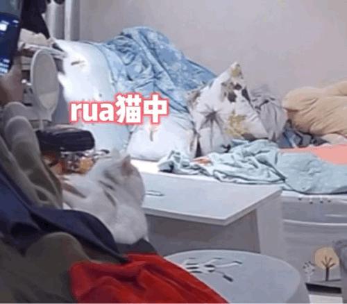 猫咪在床单上拉臭臭,猫咪上了厕所弄得家里很臭