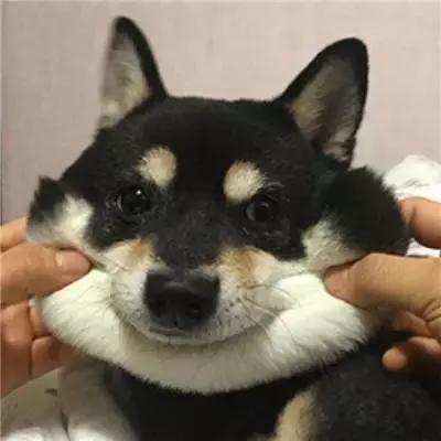 贝因美和科迪乳业哪个好,科迪乳业跟贝因美的关系